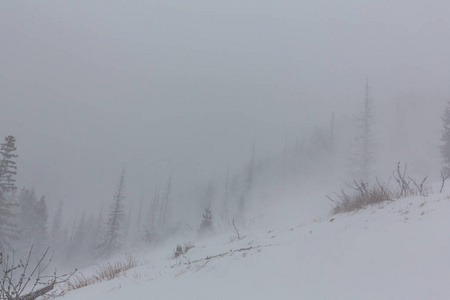 冬天的景色，风雪，冷杉和在森林里徒步路径