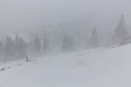 冬天的景色，风雪，冷杉和在森林里徒步路径