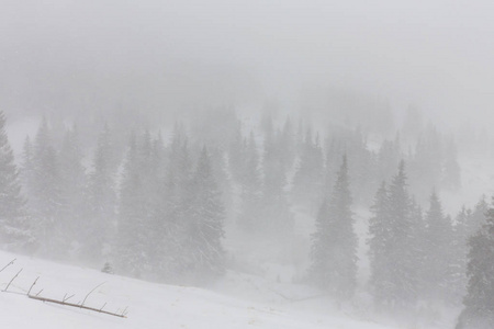 冬天的景色，风雪，冷杉和在森林里徒步路径