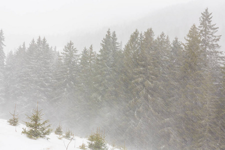 冬天大雪暴雪与旧木制平房在森林里，在 12 月的景色