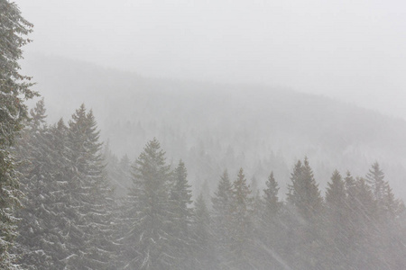 冬天的景色，风雪，冷杉和在森林里徒步路径