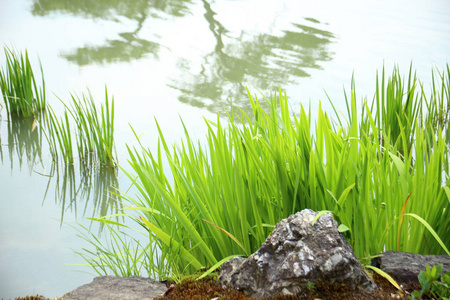 池塘静水绿芦苇植物的自然背景