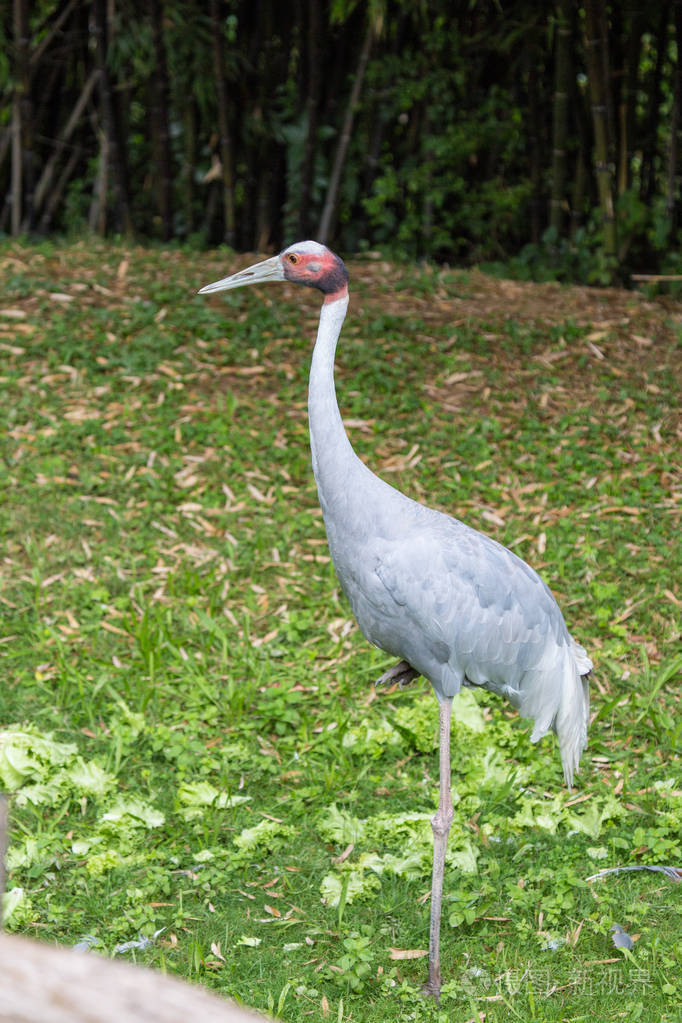 赤颈鹤个子最高的飞翔的鸟儿