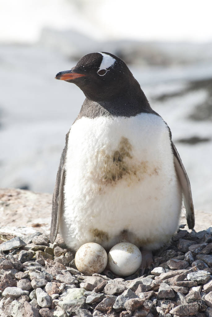 企鹅是卵生的吗图片