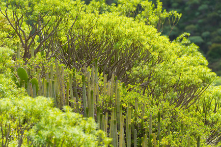 在特内里费岛硫化熔岩场生长的常绿植物