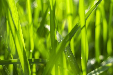 在国家的早晨的草和 bokeh 背景的模糊