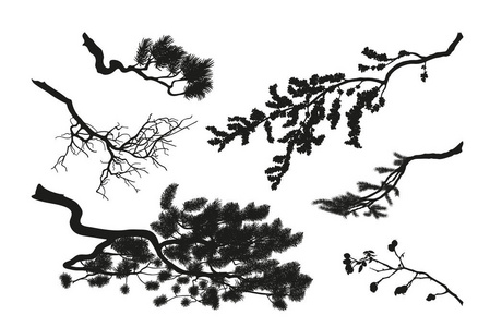 树的树枝。在白色背景上的黑色剪影。D