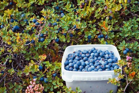 森林蓝莓在篮子里