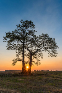 在一棵树后面日落孤单在麦田图片