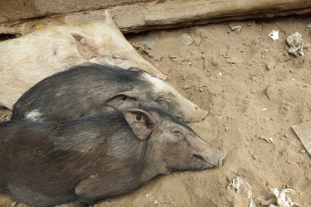 猪在泥泞的印度