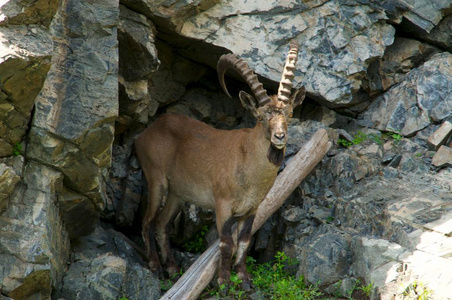 ibex 群上山