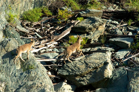 洛矶山山羊ibex 群上山照片
