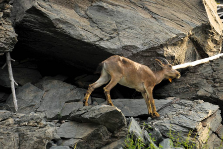 ibex 群上山