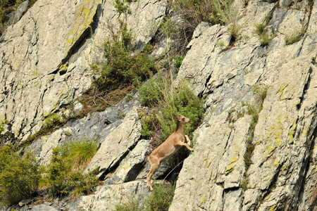 ibex 群上山