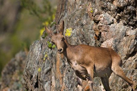 ibex 群上山