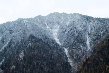 山顶上的雪林