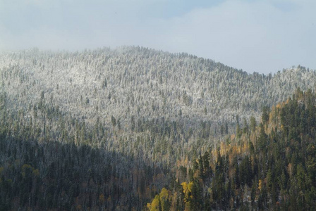 山顶上的雪林