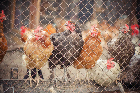 笼养的母鸡图片
