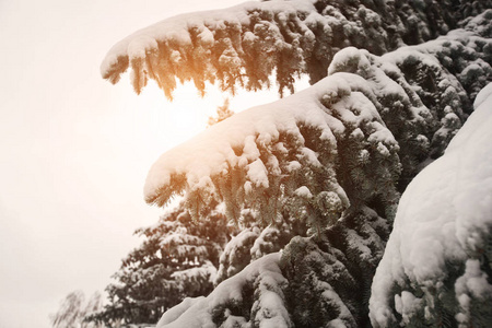 枞树的树枝上的雪