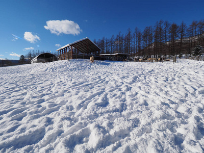 在北海道牧场 日本