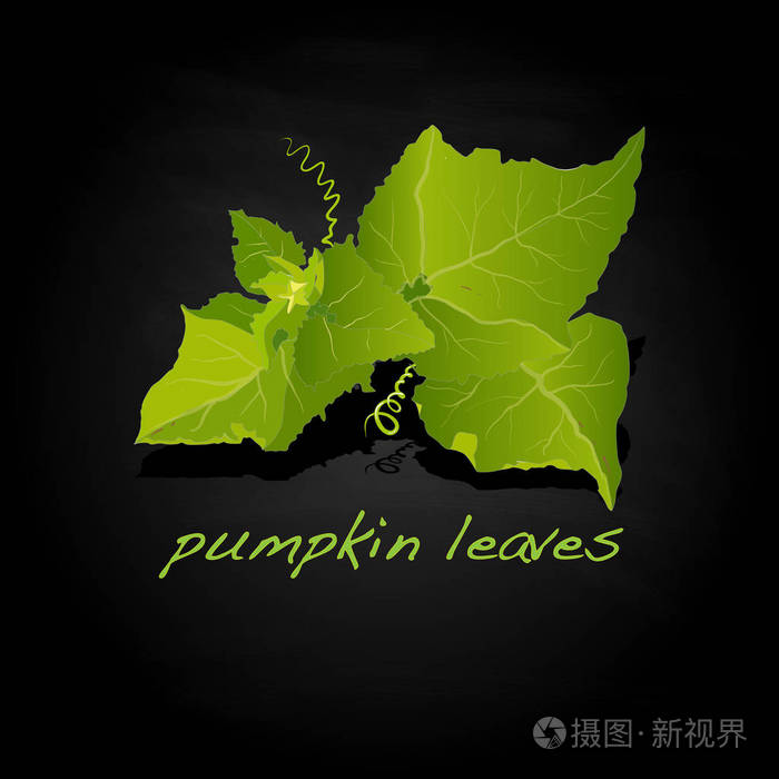 南瓜叶插图上白色孤立