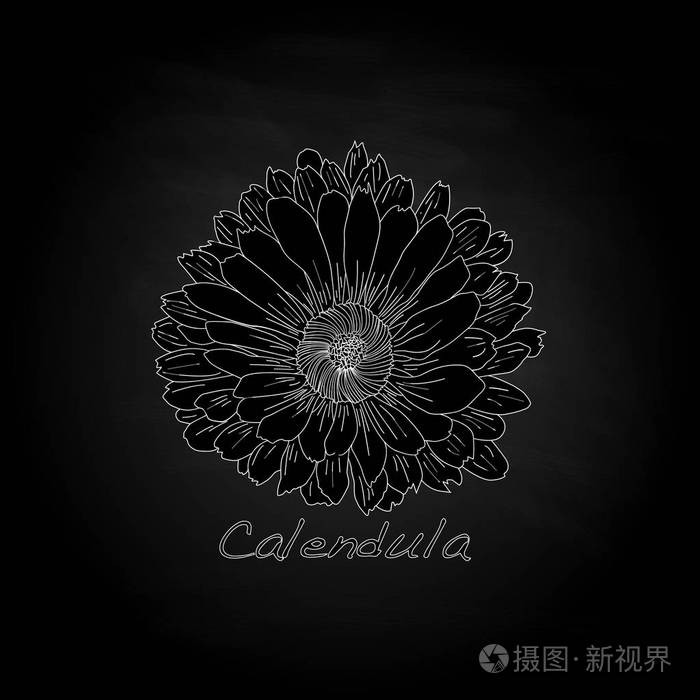 金盏菊图上黑色孤立