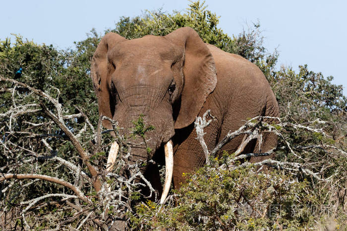 布什大象站在树枝后面