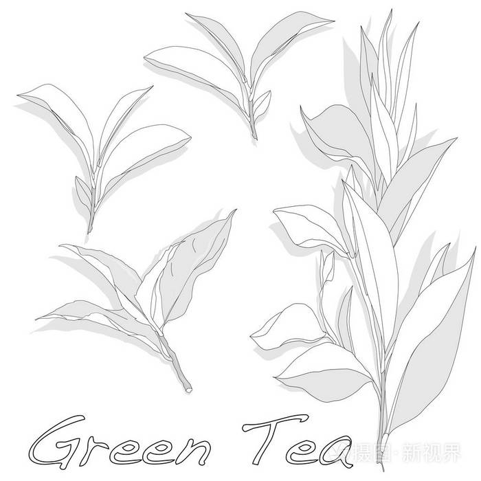 绿茶简笔画图片