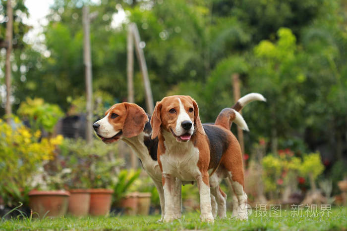 狗两个小猎兔犬之间的友谊之间的爱