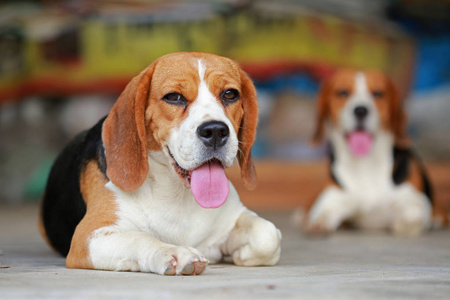 纯种母猎犬狗躺在草坪上