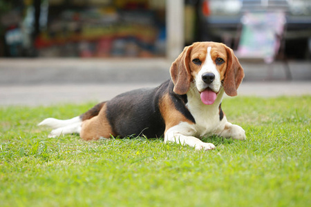 纯种母猎犬狗躺在草坪上