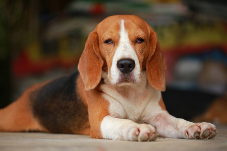 躺在地板上的男性 Beagle 犬