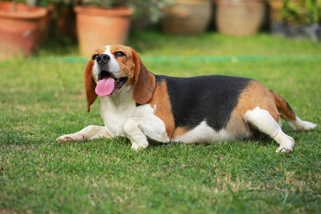 纯种母猎犬狗躺在草坪上