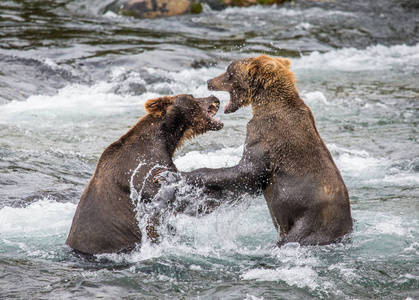 两个棕色的熊战斗