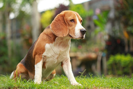 躺在地板上的男性 Beagle 犬