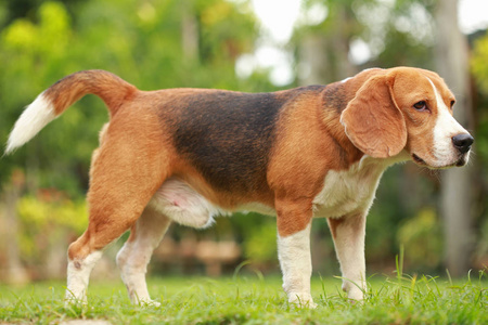 躺在地板上的男性 Beagle 犬