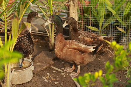 鸭子在吃东西一个美丽的一群鸭子在一条大河岸边吃的风景鸭子吃在农场