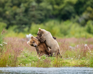 母亲，棕色的熊崽玩