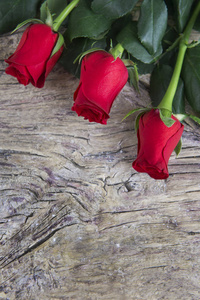 情人节的三个红玫瑰