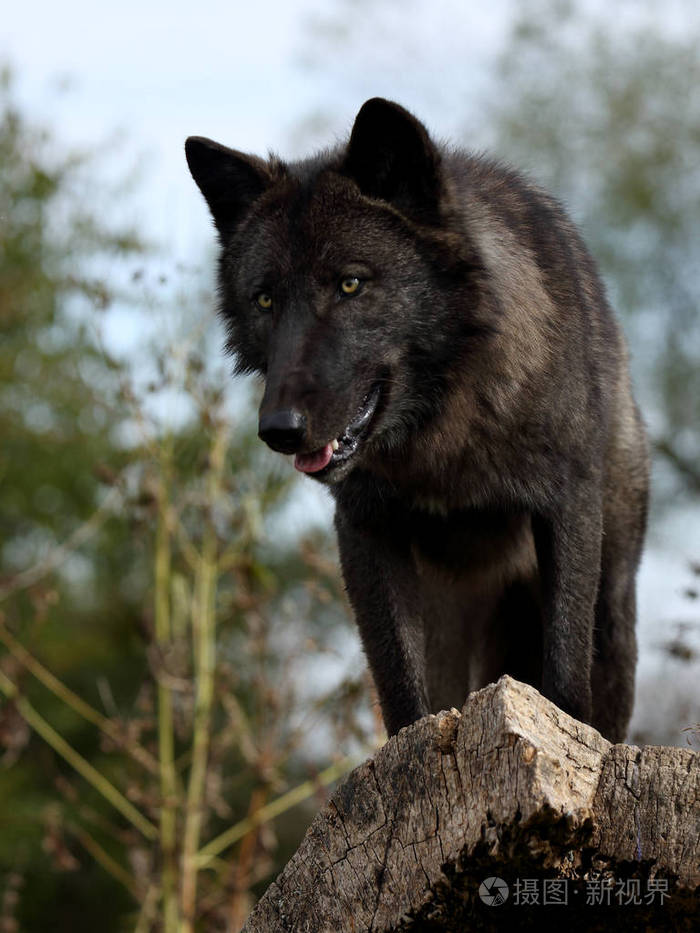 黑狼从上面往下看