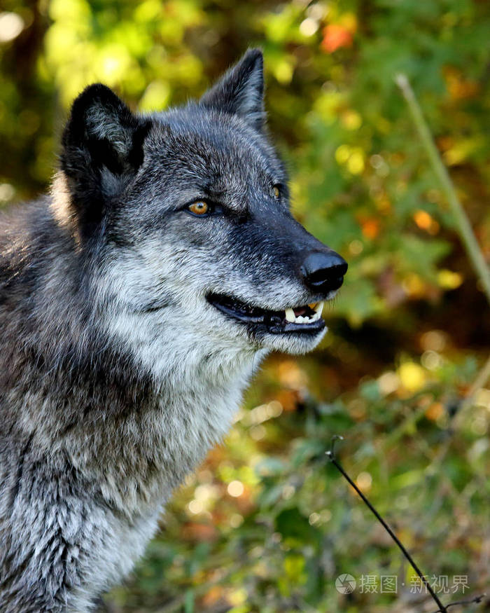 孤独的黑色和灰色的狼的肖像