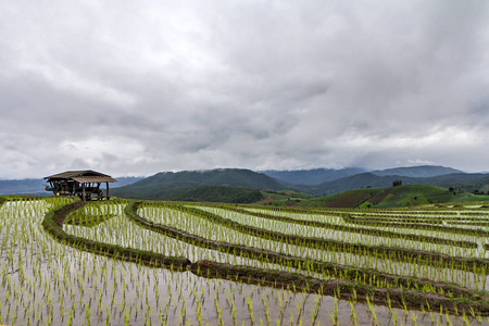 水稻幼苗在露台稻田在泰国清迈图片