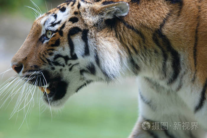 一只东北虎的侧视图