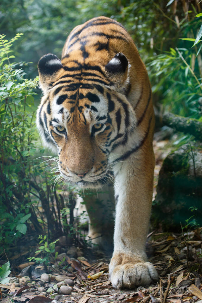 在森林里的东北虎的特写视图