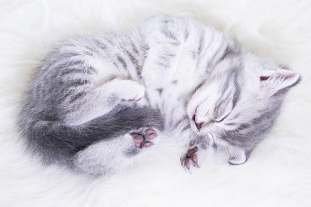 小灰色条纹的小猫熟睡的婴儿