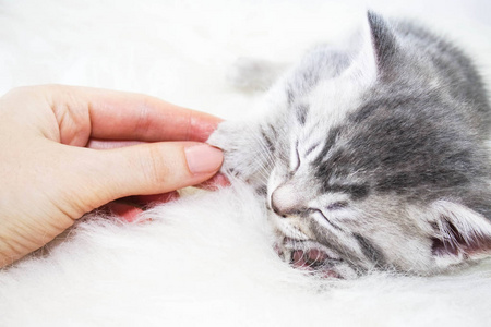 宝宝条纹的小猫抚摸着男人的手，睡着了