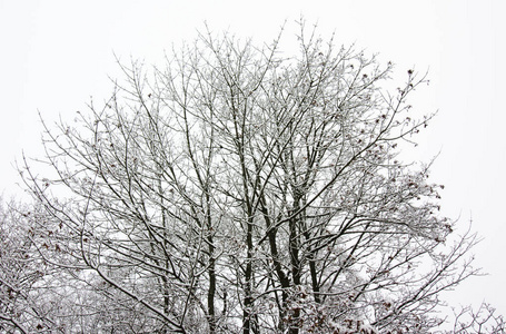 雪在树分支在冬天天空背景