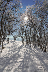 白雪皑皑的冬季公园
