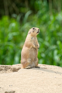 gopher 矗立山上