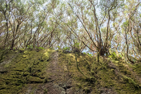 苔藓, 根和树, 杂草丛生的自然